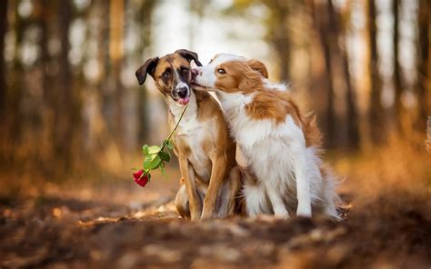 scopata dal.cane|Accoppiamento dei Cani: tutto quel che devi sapere (VET) .